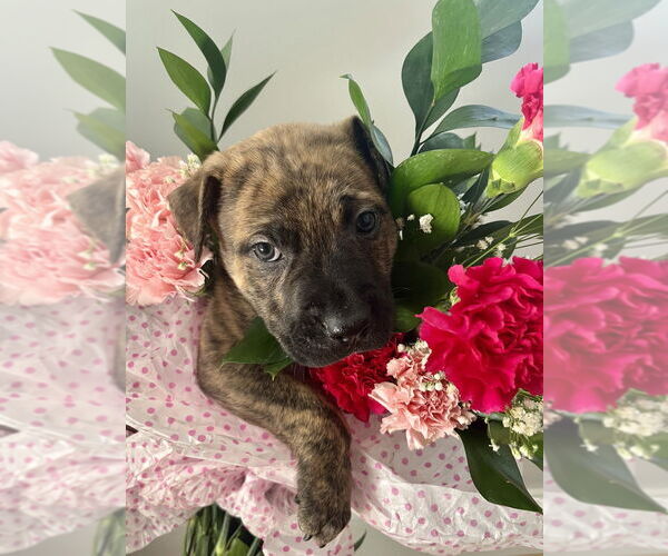 Medium Photo #5 Mutt Puppy For Sale in Imlay City, MI, USA