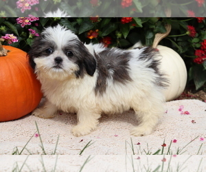 Shih Tzu Puppy for sale in SHILOH, OH, USA