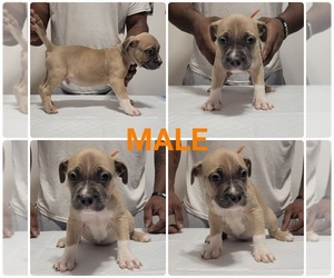 American Bully-American Pit Bull Terrier Mix Puppy for sale in BLAINE, MN, USA