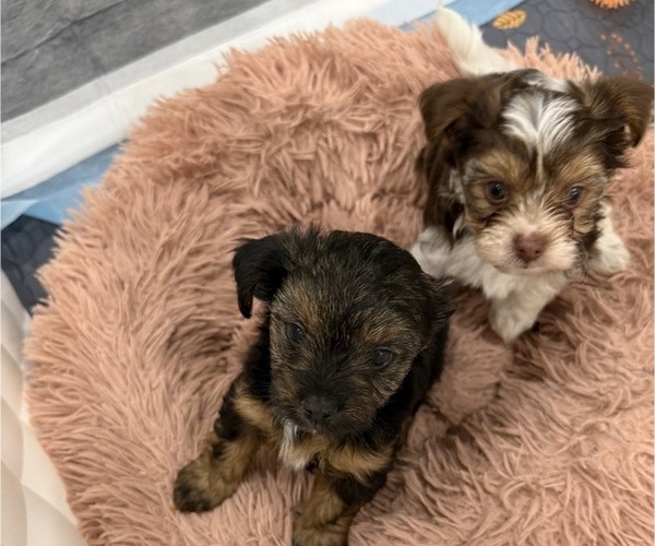 Medium Photo #4 Yorkshire Terrier Puppy For Sale in STAPLETON, AL, USA