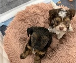 Small #3 Yorkshire Terrier