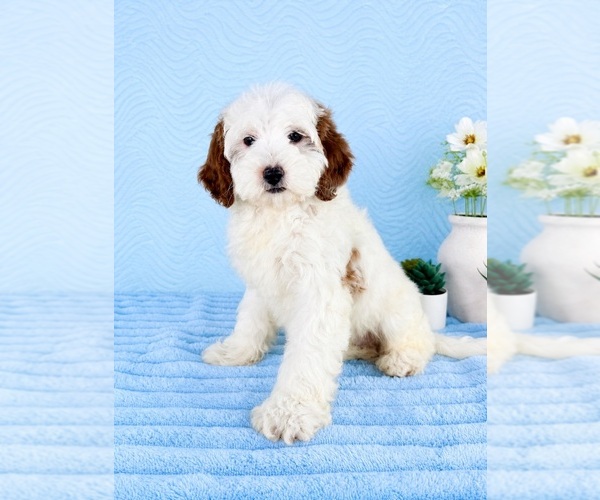 Medium Photo #4 Goldendoodle (Miniature) Puppy For Sale in GREENFIELD, IN, USA