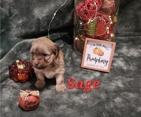 Medium Photo #11 Havanese Puppy For Sale in ALBION, PA, USA