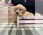 Small Photo #57 Golden Retriever Puppy For Sale in LAKELAND, FL, USA