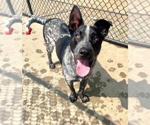 Mutt Dogs for adoption in Tulsa, OK, USA