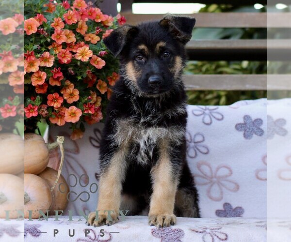 Medium Photo #3 German Shepherd Dog Puppy For Sale in LANCASTER, PA, USA