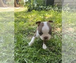 Small #4 Boston Terrier