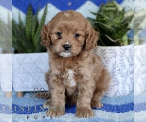 Cavapoo Puppy for sale in PARADISE, PA, USA