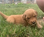 Small Photo #5 Golden Retriever Puppy For Sale in ELKHART, IN, USA
