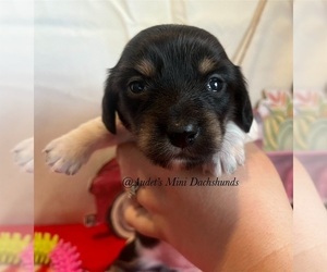Dachshund Puppy for Sale in EAST DOVER, Vermont USA