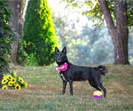 Small #6 German Shepherd Dog Mix