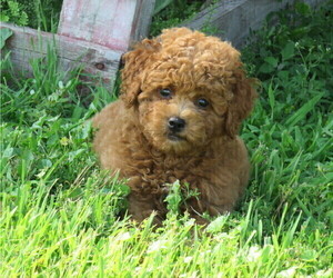 Goldendoodle (Miniature) Puppy for sale in HANCOCK, MN, USA