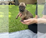 Small #1 American Pit Bull Terrier-Bulldog Mix