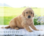 Small #5 Golden Retriever