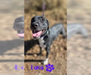 Labrador Retriever-Unknown Mix Dogs for adoption in Monte Vista, CO, USA