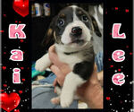 Small Photo #5 Cowboy Corgi Puppy For Sale in GALLEGOS, NM, USA