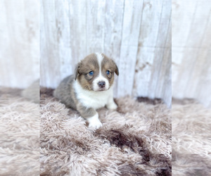 Pembroke Welsh Corgi Puppy for sale in DERIDDER, LA, USA