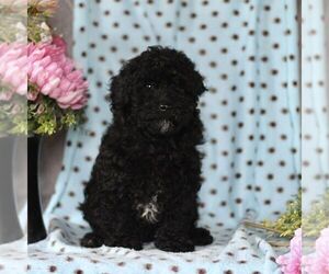 Cavapoo Puppy for sale in RISING SUN, MD, USA