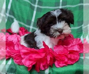 Havanese Puppy for sale in POST FALLS, ID, USA