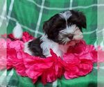 Image preview for Ad Listing. Nickname: Chocolate Blaze