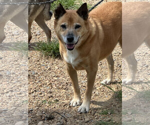 Medium Photo #1 Mutt Puppy For Sale in Jackson, MS, USA