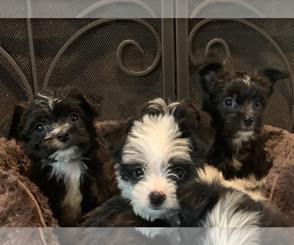 Medium Photo #2 Morkie Puppy For Sale in ATHENS, TX, USA