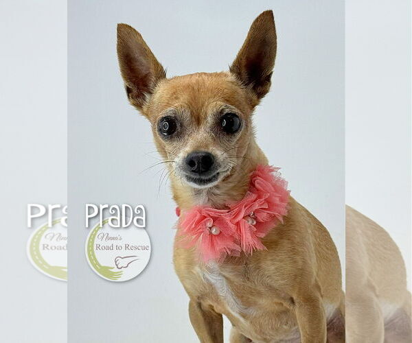 Medium Photo #3 Chiweenie Puppy For Sale in Benton, LA, USA