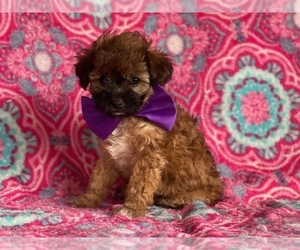 Cavapoo Puppy for sale in LANCASTER, PA, USA