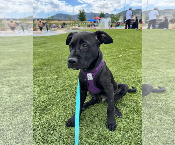 Medium Photo #4 Mutt Puppy For Sale in Sandy, UT, USA