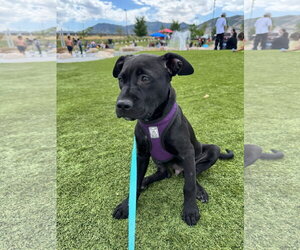 Blue Arlo - Male Mutt Dog for Adoption - Photo #4