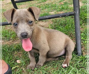 Chihuahua-Unknown Mix Dogs for adoption in Oakhurst, NJ, USA