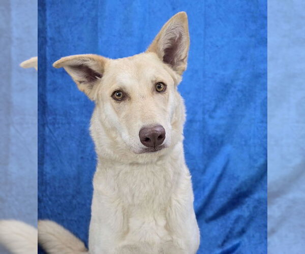 Medium Photo #2 German Shepherd Dog-Unknown Mix Puppy For Sale in Lakewood, CO, USA