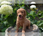 Small Photo #9 Golden Retriever Puppy For Sale in GREENWOOD, WI, USA