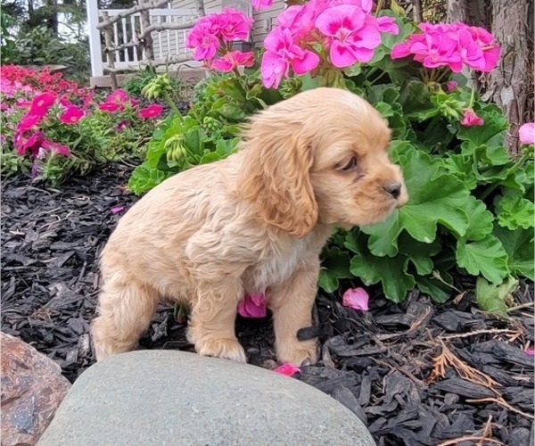 Medium Photo #14 Cocker Spaniel Puppy For Sale in WITHEE, WI, USA