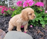 Small Photo #14 Cocker Spaniel Puppy For Sale in WITHEE, WI, USA