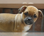 Small Photo #1 Jug Puppy For Sale in ORRVILLE, OH, USA