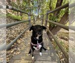 Small Photo #9 Collie-Labrador Retriever Mix Puppy For Sale in Kanab, UT, USA