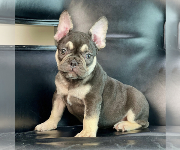 Medium Photo #1 French Bulldog Puppy For Sale in HENDERSON, NV, USA