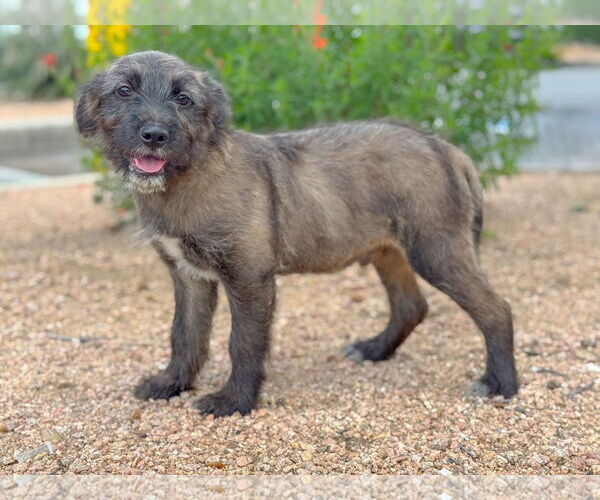 Medium Photo #5 Mutt Puppy For Sale in PIPE CREEK, TX, USA