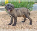 Small #4 Mutt