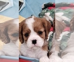 Small Photo #3 Cavalier King Charles Spaniel Puppy For Sale in NIXA, MO, USA