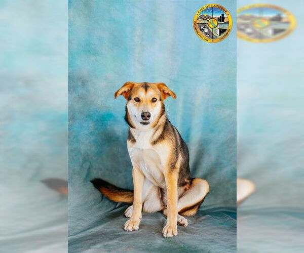 Medium Photo #2 German Shepherd Dog-Unknown Mix Puppy For Sale in Lathrop, CA, USA