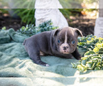 Puppy Bert French Bulldog