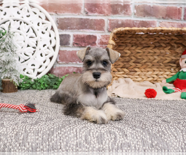 Medium Photo #4 Schnauzer (Miniature) Puppy For Sale in SYRACUSE, IN, USA