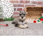 Small #3 Schnauzer (Miniature)