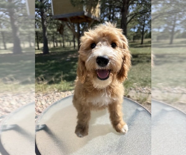 Medium Photo #17 Goldendoodle (Miniature) Puppy For Sale in ELBERT, CO, USA