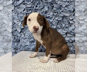 Mutt Dogs for adoption in Bakersfield, CA, USA