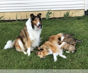 Collie Puppy for sale in PLEASANT LAKE, IN, USA