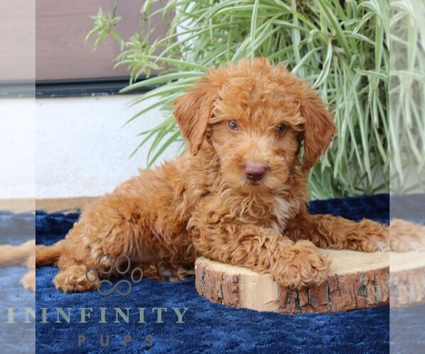 Medium Photo #2 Goldendoodle (Miniature) Puppy For Sale in NARVON, PA, USA