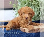 Small #1 Goldendoodle (Miniature)